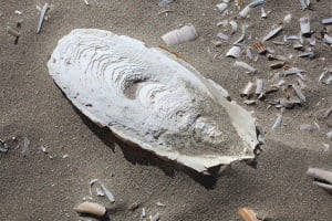 کف دریا Cuttlebone